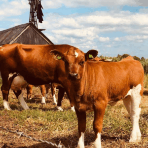 Bezoek het Gieters Rund