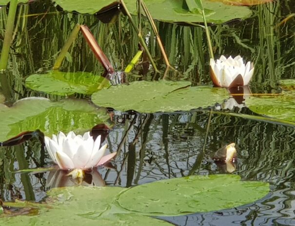 Waterlelie